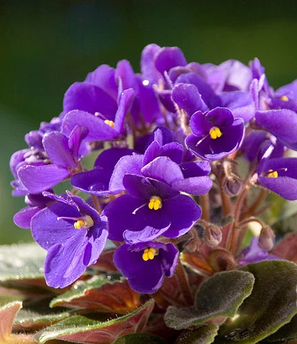Mùi hoa Violet